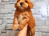 RED TEACUP MALTİPO ERKEK