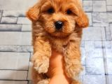 Mi̇ni̇ Boy Malti̇poo