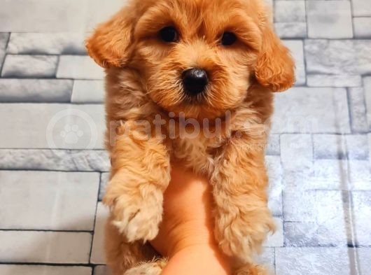 Mi̇ni̇ Boy Malti̇poo görsel