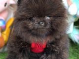 Si̇yah Erkek Pomerani̇an Boo