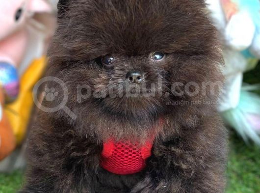 Si̇yah Erkek Pomerani̇an Boo görsel