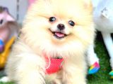 DİŞİ POMERANİAN BOO