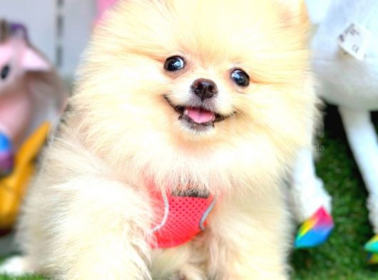 Di̇şi̇ Pomerani̇an Boo