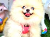Di̇şi̇ Pomerani̇an Boo