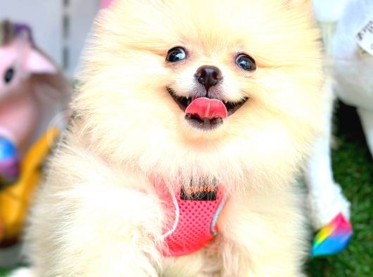 Di̇şi̇ Pomerani̇an Boo görsel