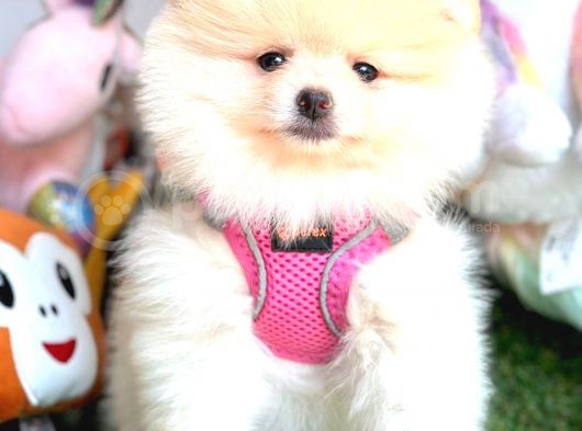 Di̇şi̇ Pomerani̇an Boo görsel