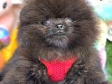 SİYAH ERKEK POMERANİAN BOO