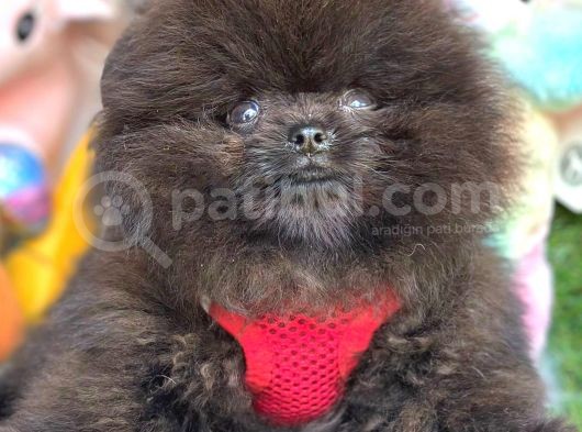 Si̇yah Erkek Pomerani̇an Boo