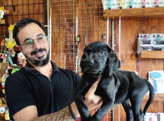 Safkan Çi̇kolata Ve Si̇yah Labrador Yavrularimiz görsel