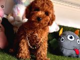 Sağlık Kontrolü Ve Aşıları Yapilmis Toy Poodle Yavrular