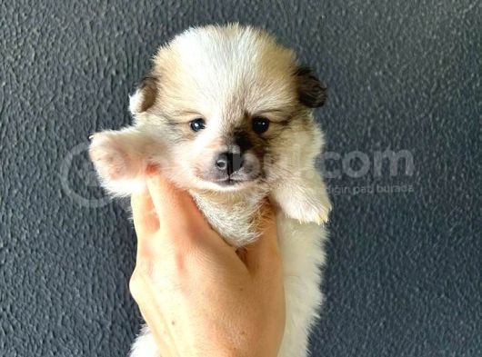 Harika Pomeranian Bebekler