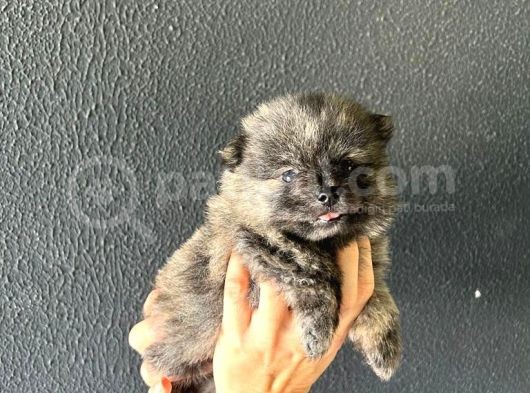 Harika Pomeranian Bebekler görsel