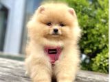 Baby Ki̇tten Boo Suratli Pomerani̇an Yavrularim