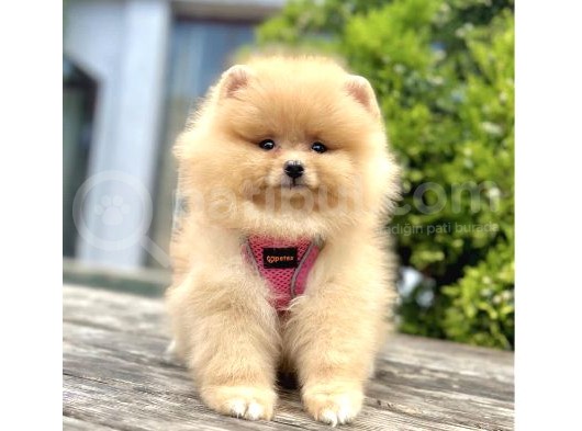 Baby Ki̇tten Boo Suratli Pomerani̇an Yavrularim görsel
