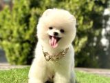 Baby Ki̇tten Boo Suratli Pomerani̇an Yavrularim