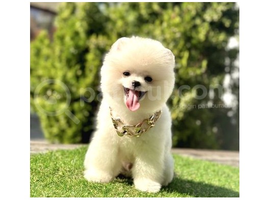 Baby Ki̇tten Boo Suratli Pomerani̇an Yavrularim görsel