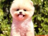 BABY KİTTEN BOO SURATLI POMERANİAN YAVRULARIM