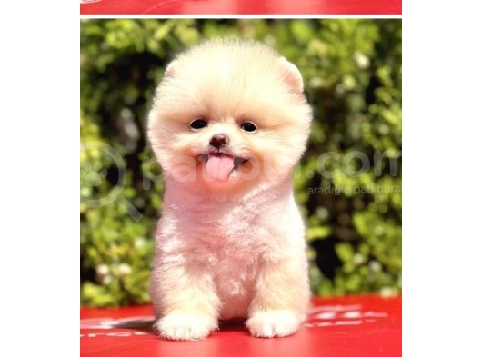 Baby Ki̇tten Boo Suratli Pomerani̇an Yavrularim