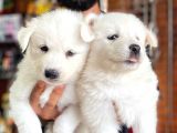 AYİ YAVRUSU SAMOYED A KALİTE IRK