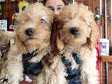A SCR MUHTEŞEM TOY POODLE  YAVRULARIMIZ