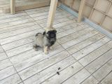 0 Boy Pug