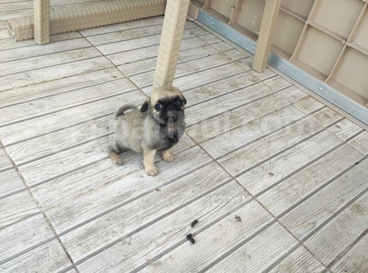 0 Boy Pug görsel