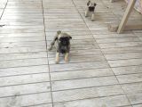 0 Boy Pug