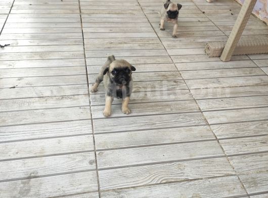 0 Boy Pug görsel