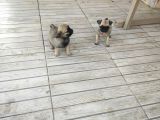 0 Boy Pug