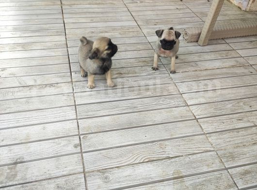 0 Boy Pug görsel