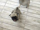 0 Boy Pug