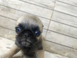 0 boy pug