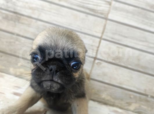 0 Boy Pug