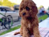 Bebek Yüzlü XXS RED BROWN MİNİ CAVAPOO