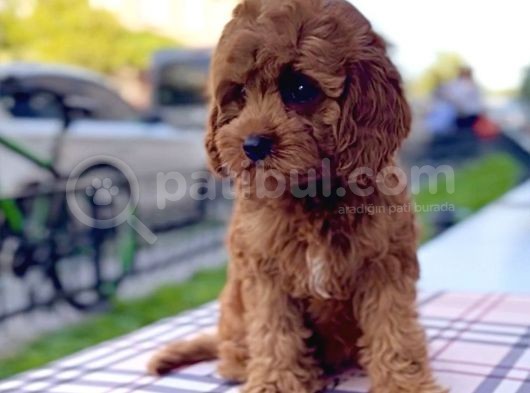 Bebek Yüzlü Xxs Red Brown Mi̇ni̇ Cavapoo