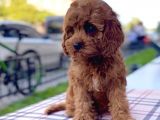 Bebek Yüzlü Xxs Red Brown Mi̇ni̇ Cavapoo