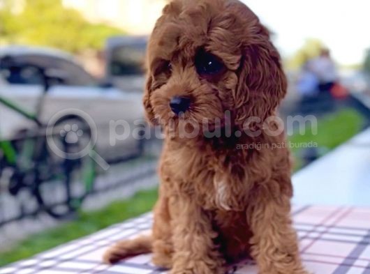Bebek Yüzlü Xxs Red Brown Mi̇ni̇ Cavapoo görsel