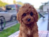 Bebek Yüzlü Xxs Red Brown Mi̇ni̇ Cavapoo