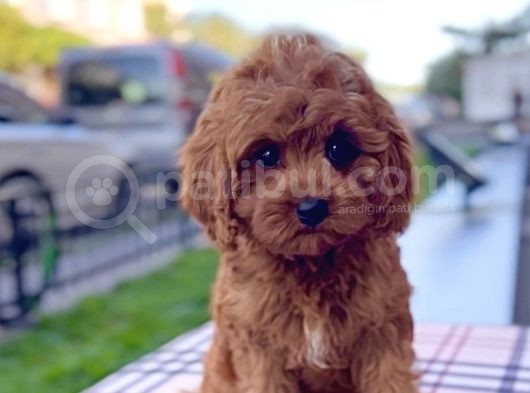 Bebek Yüzlü Xxs Red Brown Mi̇ni̇ Cavapoo görsel
