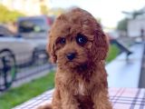 Bebek Yüzlü Xxs Red Brown Mi̇ni̇ Cavapoo
