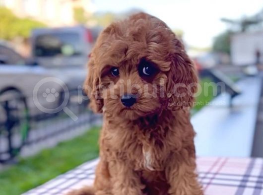 Bebek Yüzlü Xxs Red Brown Mi̇ni̇ Cavapoo görsel