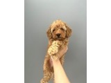 Yakışıklı oğlumuz Bambam Toy Poodle