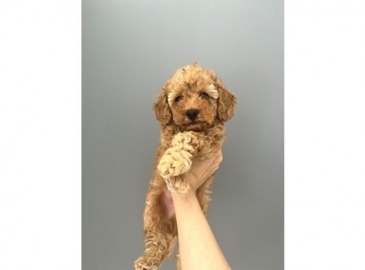 Yakışıklı Oğlumuz Bambam Toy Poodle