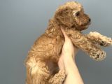 Yakışıklı Oğlumuz Bambam Toy Poodle