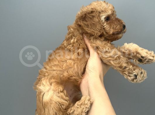 Yakışıklı Oğlumuz Bambam Toy Poodle görsel