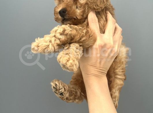 Yakışıklı Oğlumuz Bambam Toy Poodle görsel