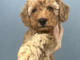 Yakışıklı Oğlumuz Bambam Toy Poodle