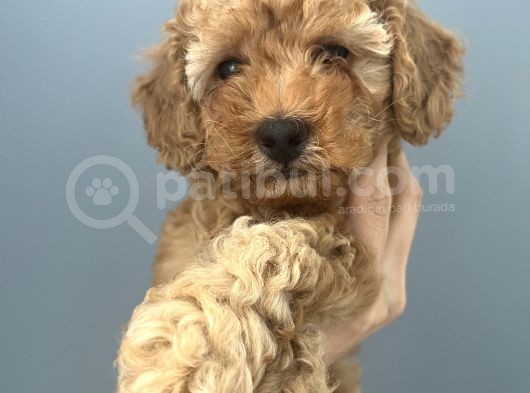 Yakışıklı Oğlumuz Bambam Toy Poodle görsel