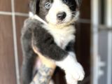 Ruhsatlı Eğitim Okulundan Border Collie Yavrular