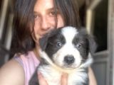 Ruhsatlı Eğitim Okulundan Border Collie Yavrular